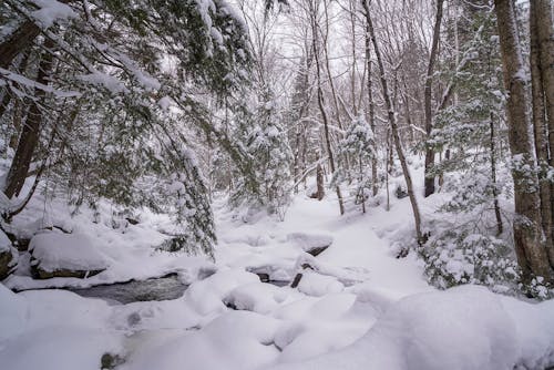 Bare Trees in a Snow Covered Ground 