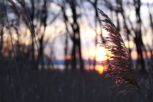 Selektywna Fokus Fotografii Trawy Podczas Zachodu Słońca