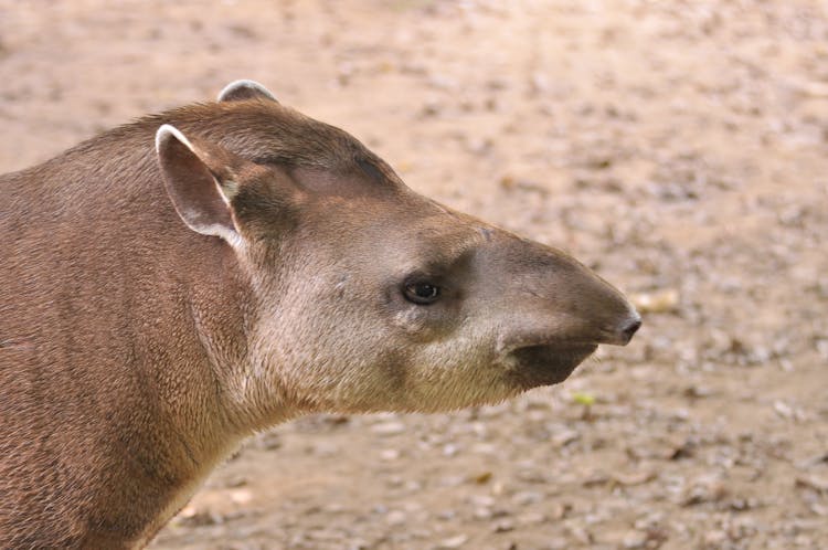 Close Up Of Animal Head