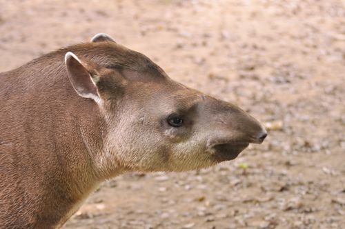 Free Close-up of a tapir with earthy tones, showcasing its unique features in an outdoor setting. Stock Photo