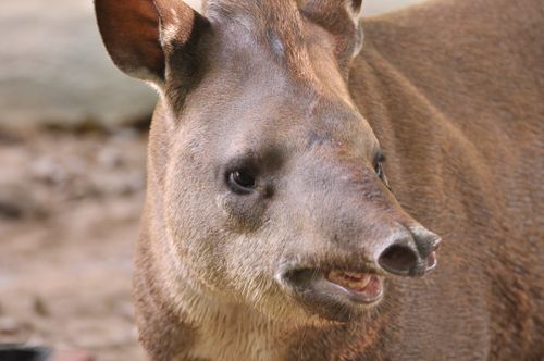 Free Close-up of a South American tapir (Tapirus terrestris) showcasing unique facial features. Stock Photo