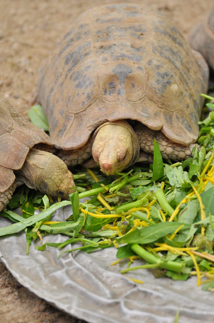 Two Tortoises Feeding