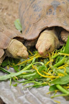 Two tortoises close-up munching on green and yellow vegetation in a natural setting.