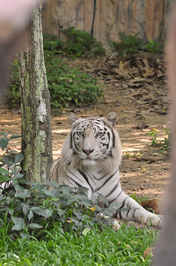 A White Tiger In A Zoo