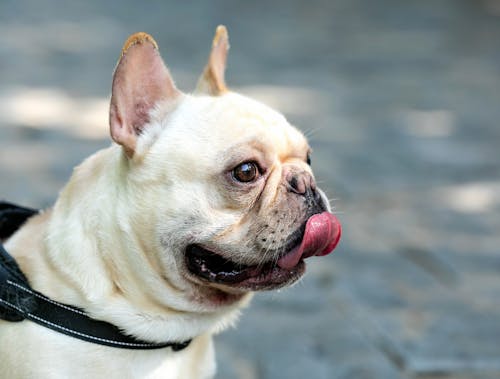arkadaş, Evcil Hayvan, Fransız Bulldog içeren Ücretsiz stok fotoğraf