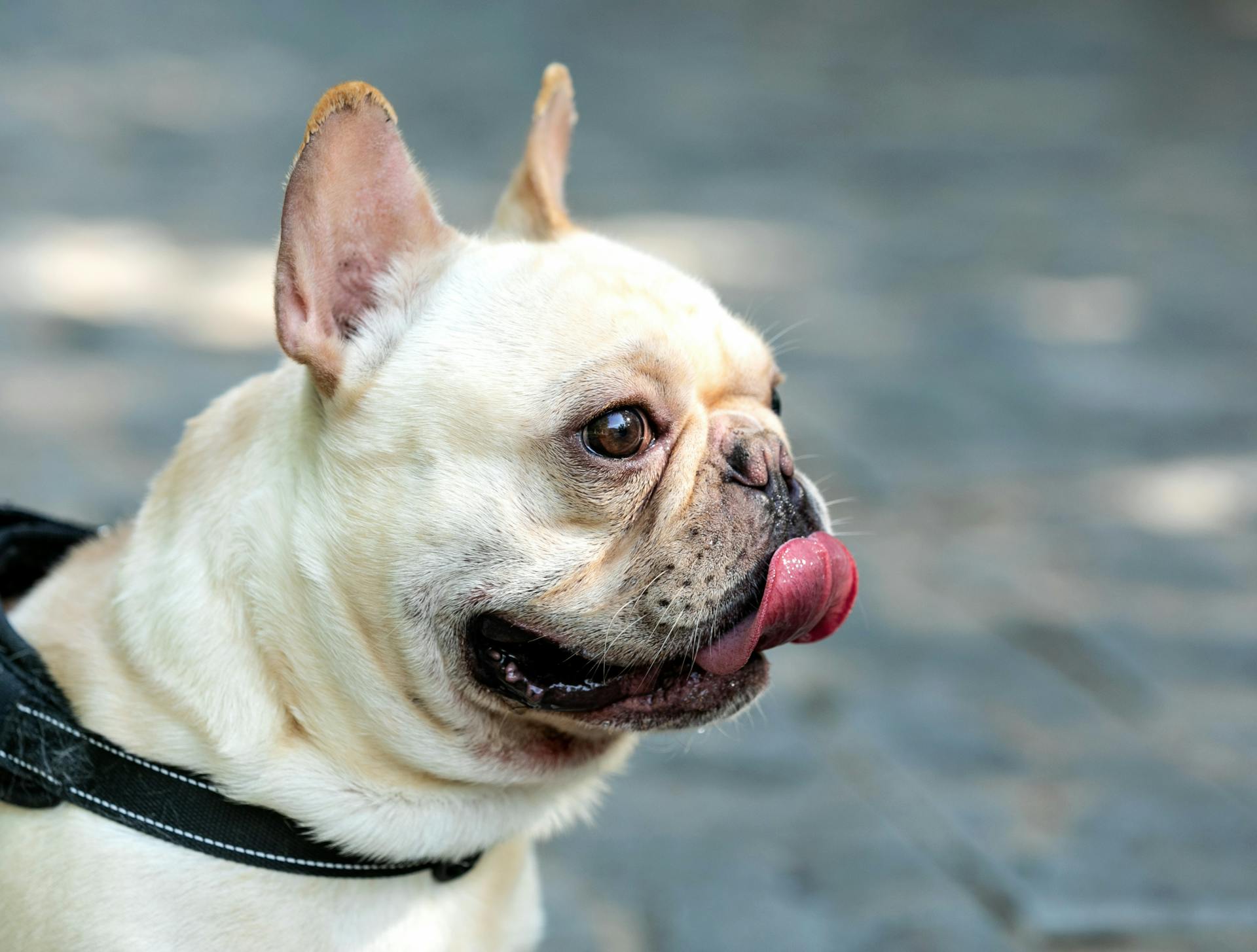 Beige French Bulldog