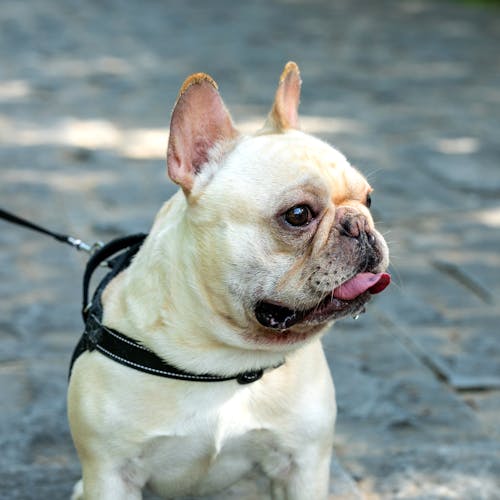 A French Bulldog in Close-up Shot