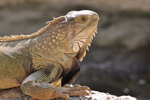 cilt, egzotik, iguana içeren Ücretsiz stok fotoğraf