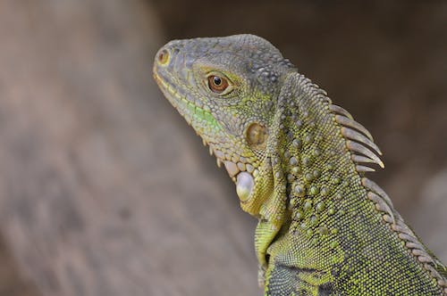 Chameleon in Close Up