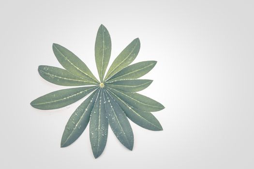 绿叶特写与白色背景上的水滴，风格简约