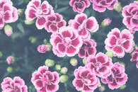 这朵盛开的粉红色康乃馨充满活力，特写镜头惊人地展示了大自然的美丽