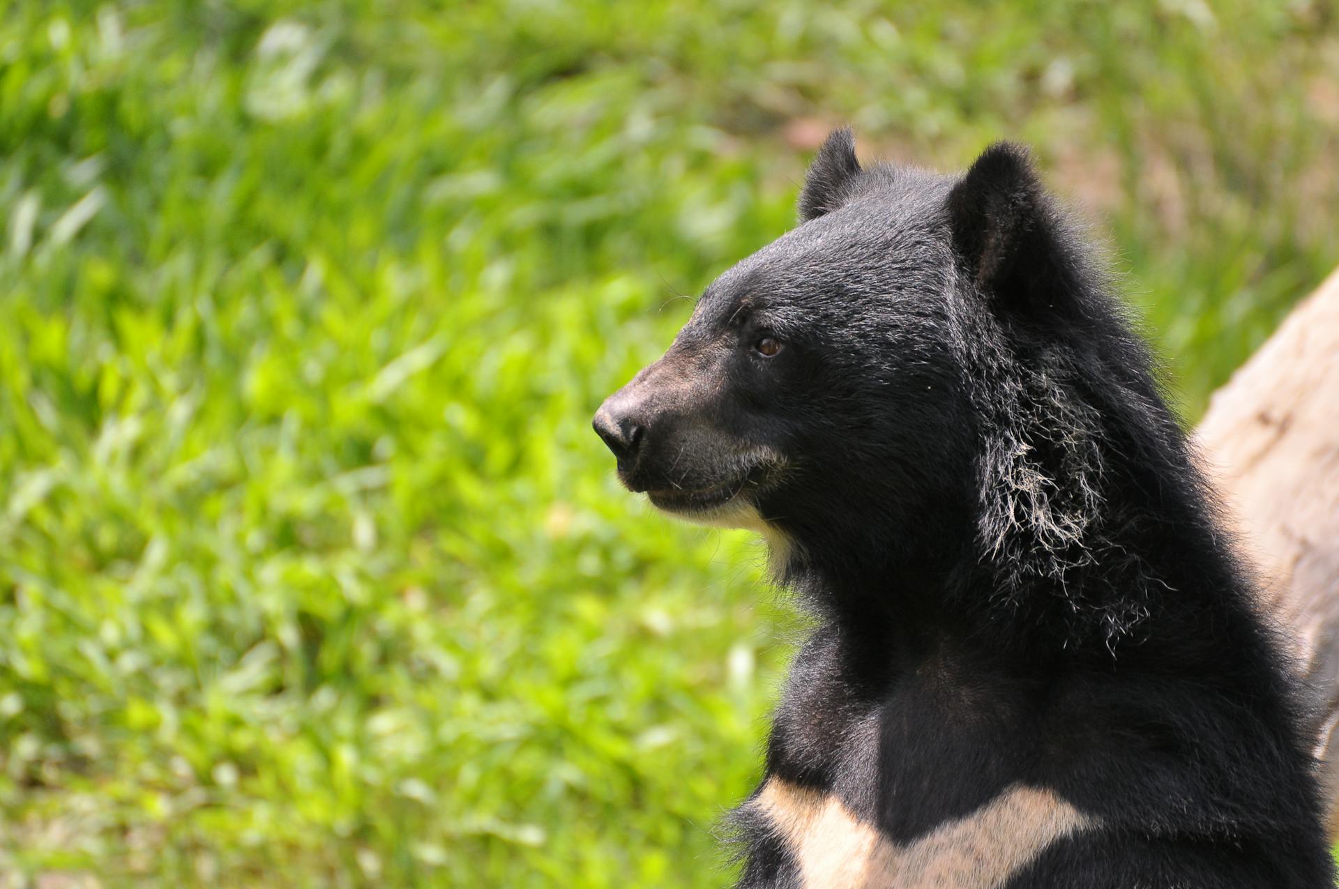 Close-up Photo of Formosan Black Bear