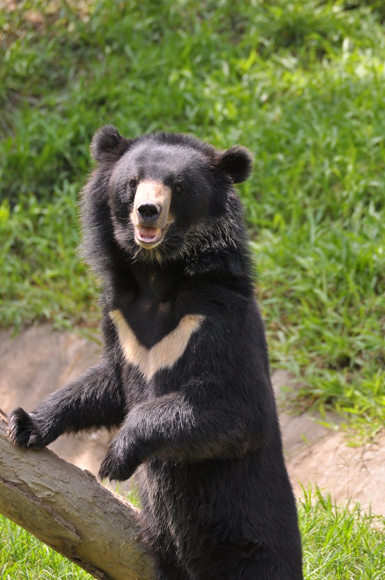 Close Up Of Bear