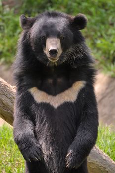 Asian black bear standing with unique white chest marking, showcasing its natural habitat. - Fotografer Sidoarjo