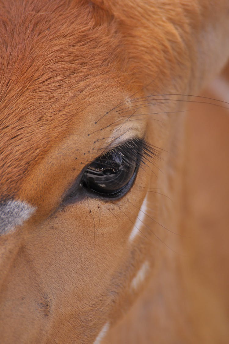 Close Up Of Horse Eye