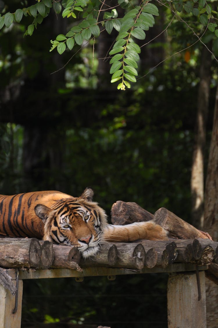 Tiger In Zoo