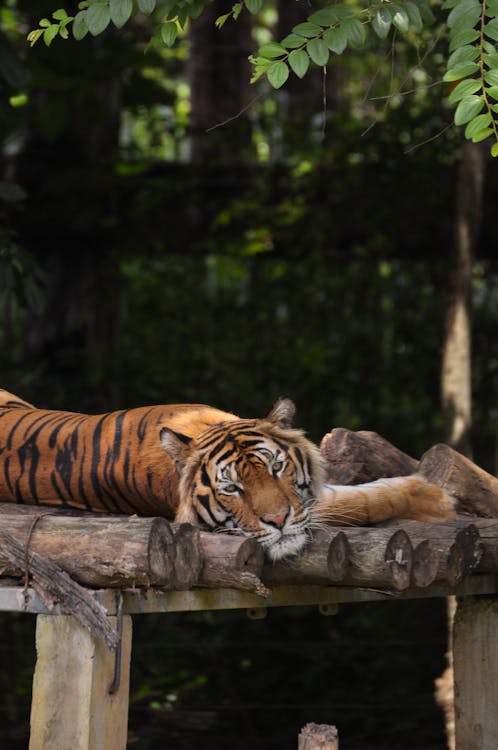 Tiger Lying on Brown Logs