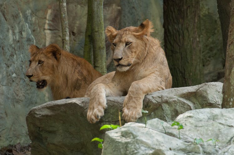 Close Up Of Lionesses In Zoo