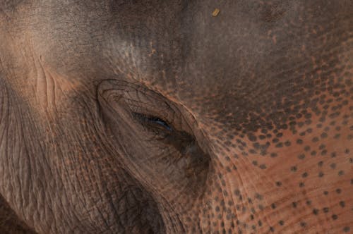 Kostenlos Kostenloses Stock Foto zu auge, elefant, haut Stock-Foto