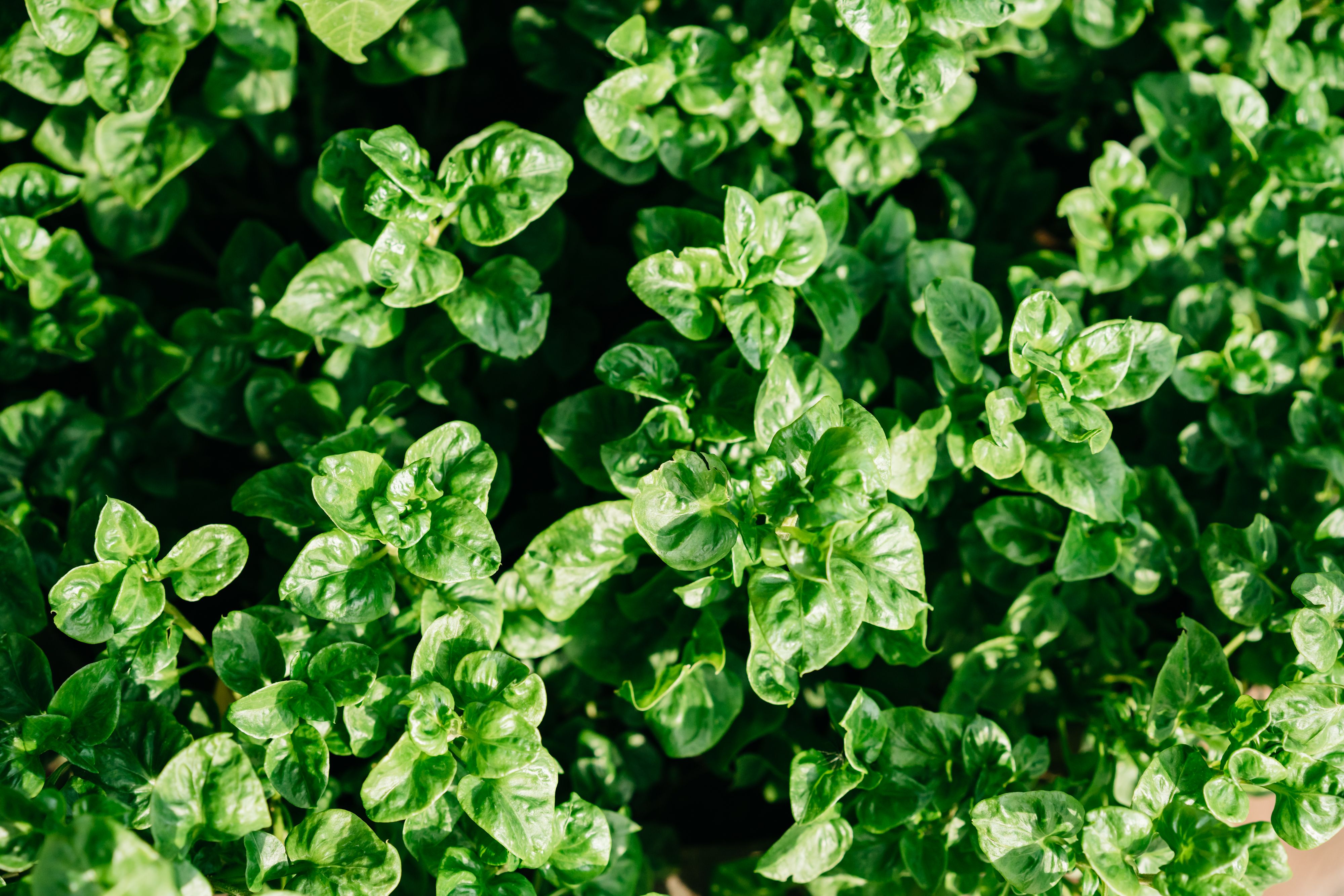 Vegetables; spinach, New Zealand spinach and orache spinach (garden spinach), fresh or chilled