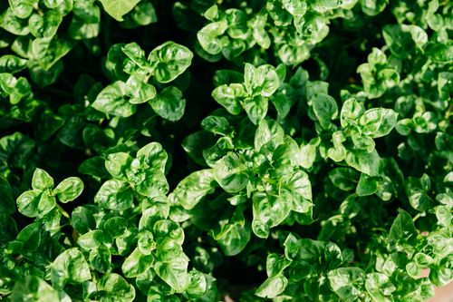Free Vibrant and fresh spinach leaves, lush and full of life, perfect for healthy living themes. Stock Photo