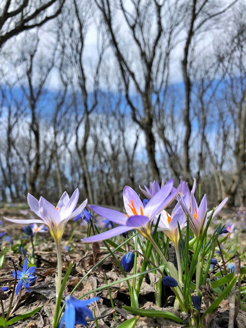 Close-up Photo of Early Crocus Flowers 