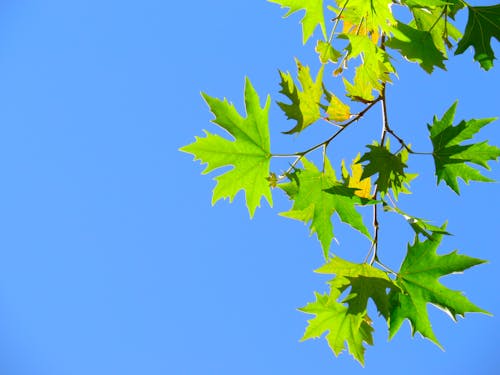 Green Maple Leaves under Blue Sky 