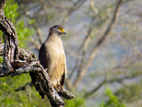 Free Crested serpent eagle perched on a tree, showcasing its majestic presence in the wild. Stock Photo