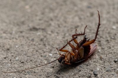 Residential pest control