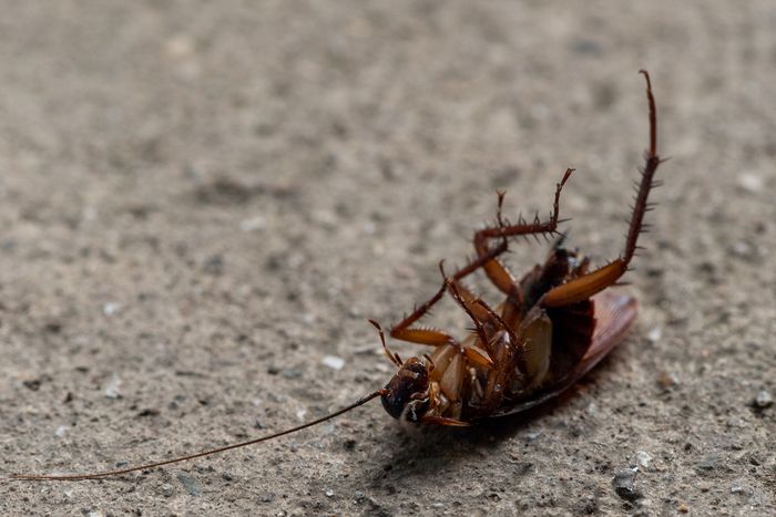 Cockroach fumigation services in Kitengela Kajiado