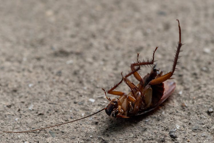 Cockroach In Macro Photography