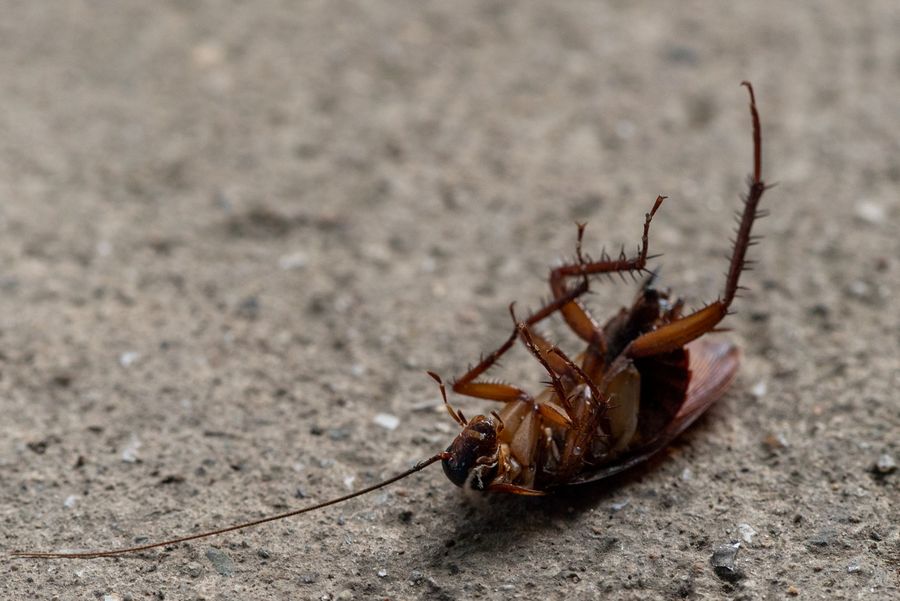 Cockroach fumigation and cockroach control services in Nairobi Kenya
