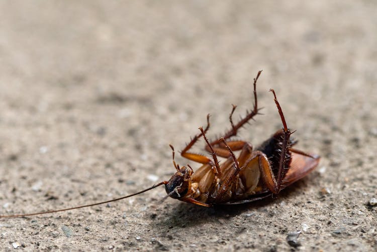 Cockroach In Macro Photography