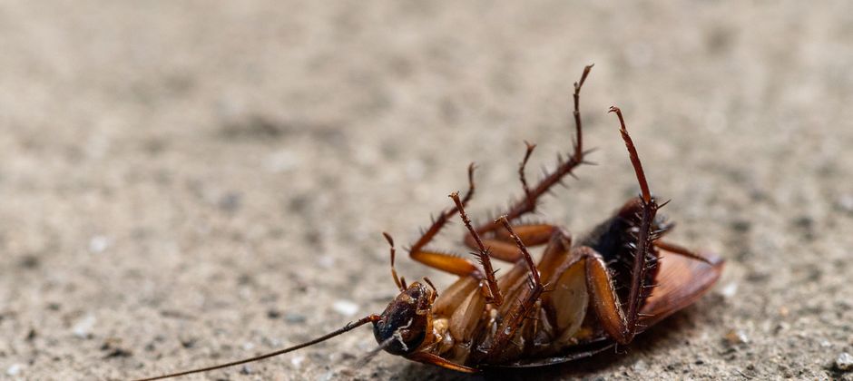 Close-up of a cockroach on its back — the lipas you keep killing without ending the problem