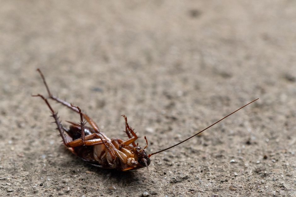 how to get rid of cockroaches