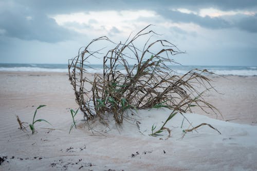 Photos gratuites de buisson, fermer, plage