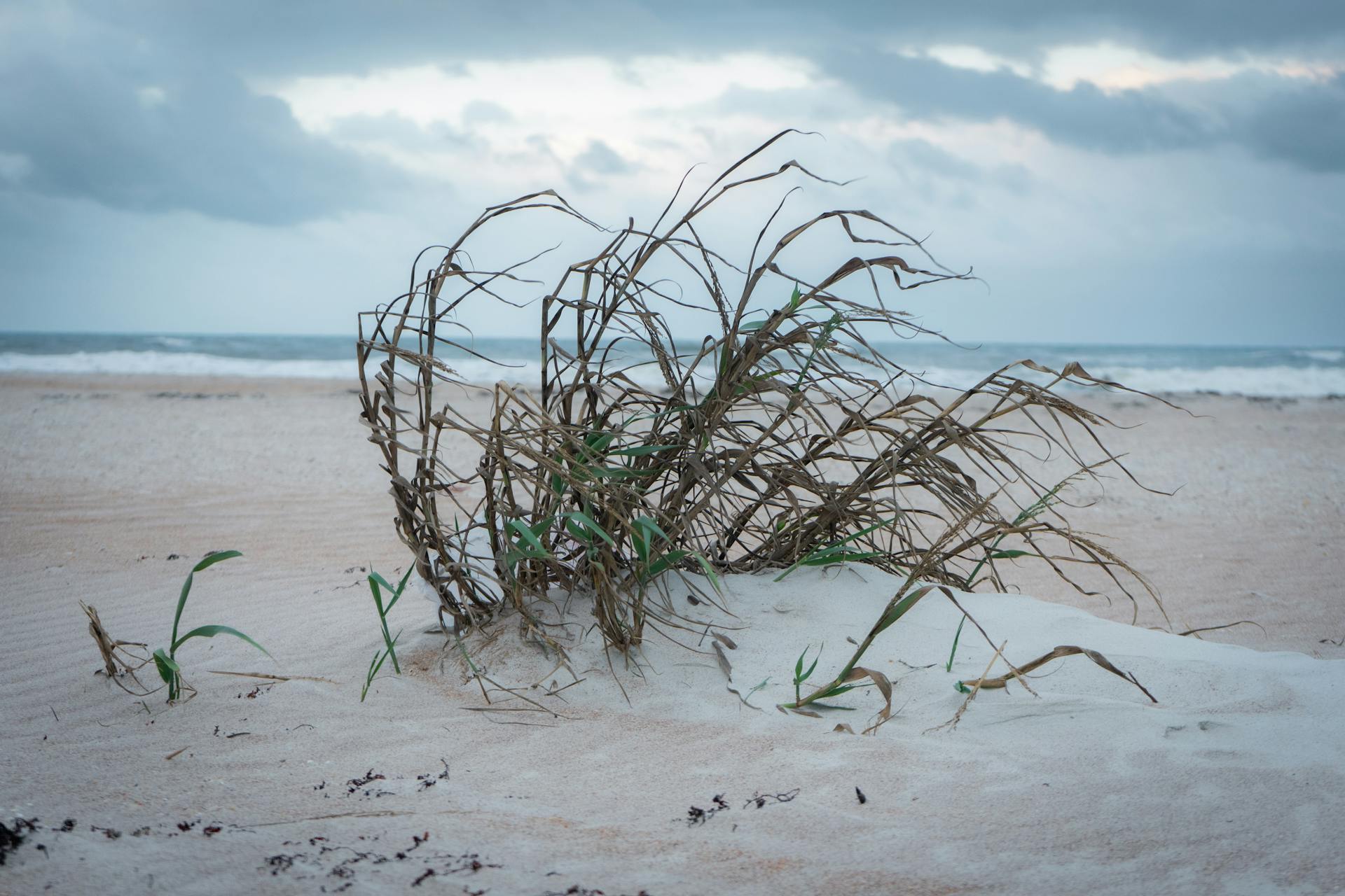 Beach scene at St. Augustine with dune grass and waves under a cloudy sky.