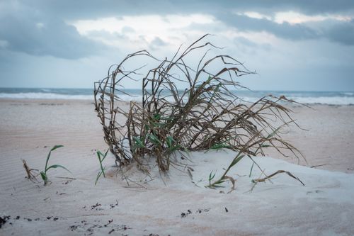 Free Beach scene at St. Augustine with dune grass and waves under a cloudy sky. Stock Photo