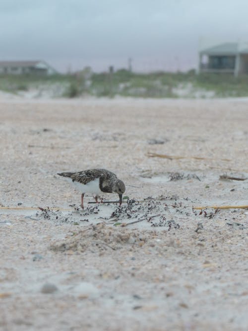 Photos gratuites de animal sauvage, oiseau, oiseau de plage