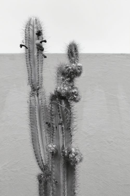 Grayscale Photo of a Cactus