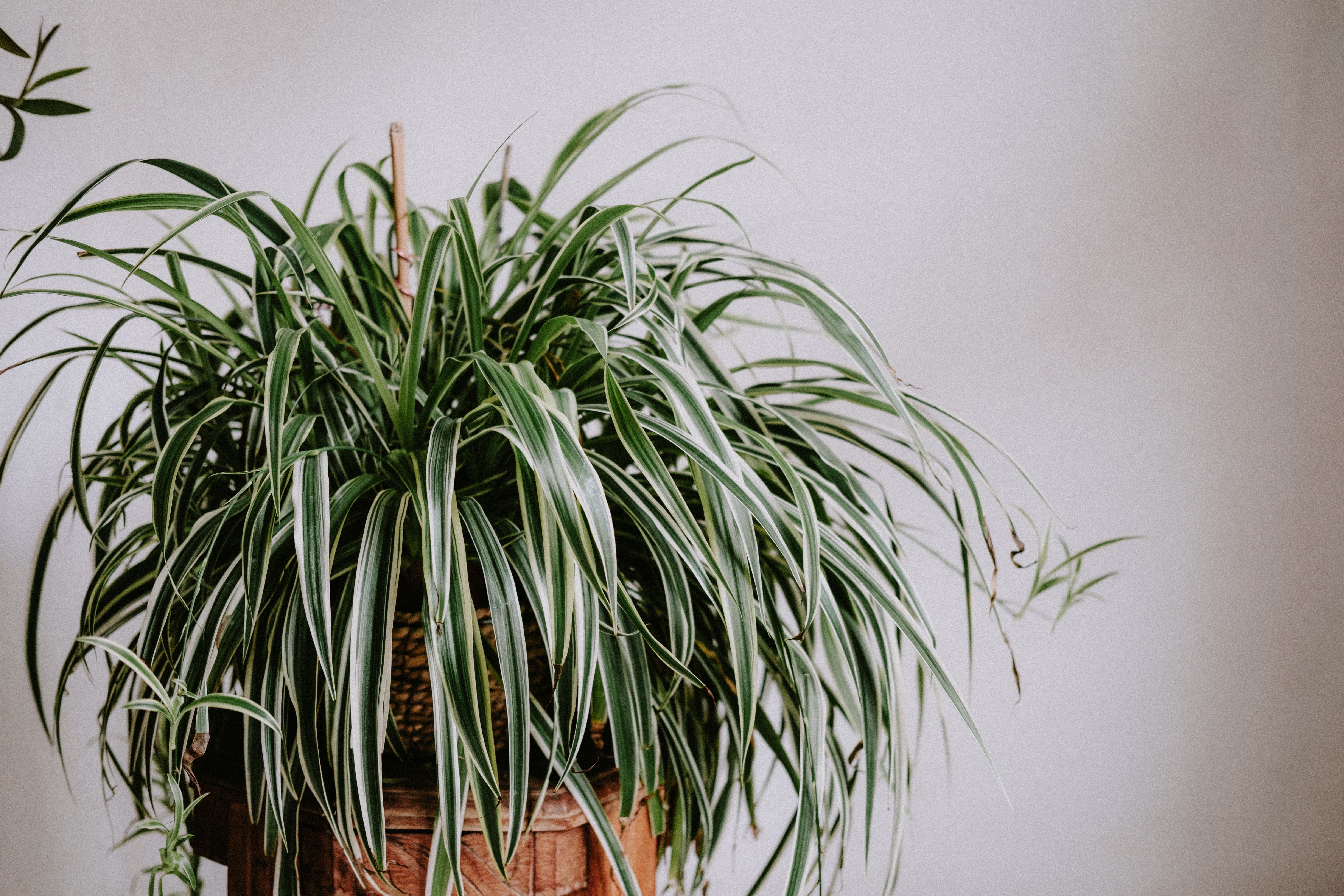 Spider Plant in Pot