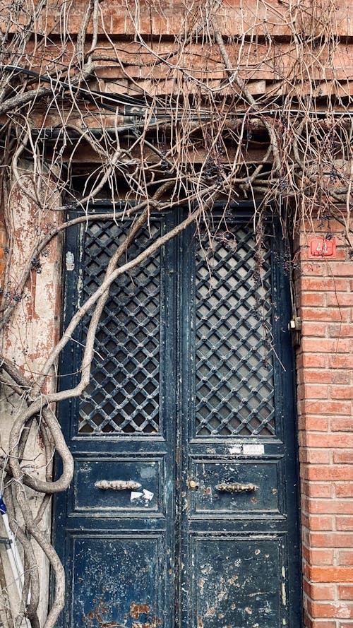 Free stock photo of door, ivy, taksim