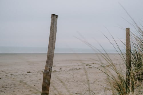 Безкоштовне стокове фото на тему «берег моря, вітер, Деревина» стокове фото