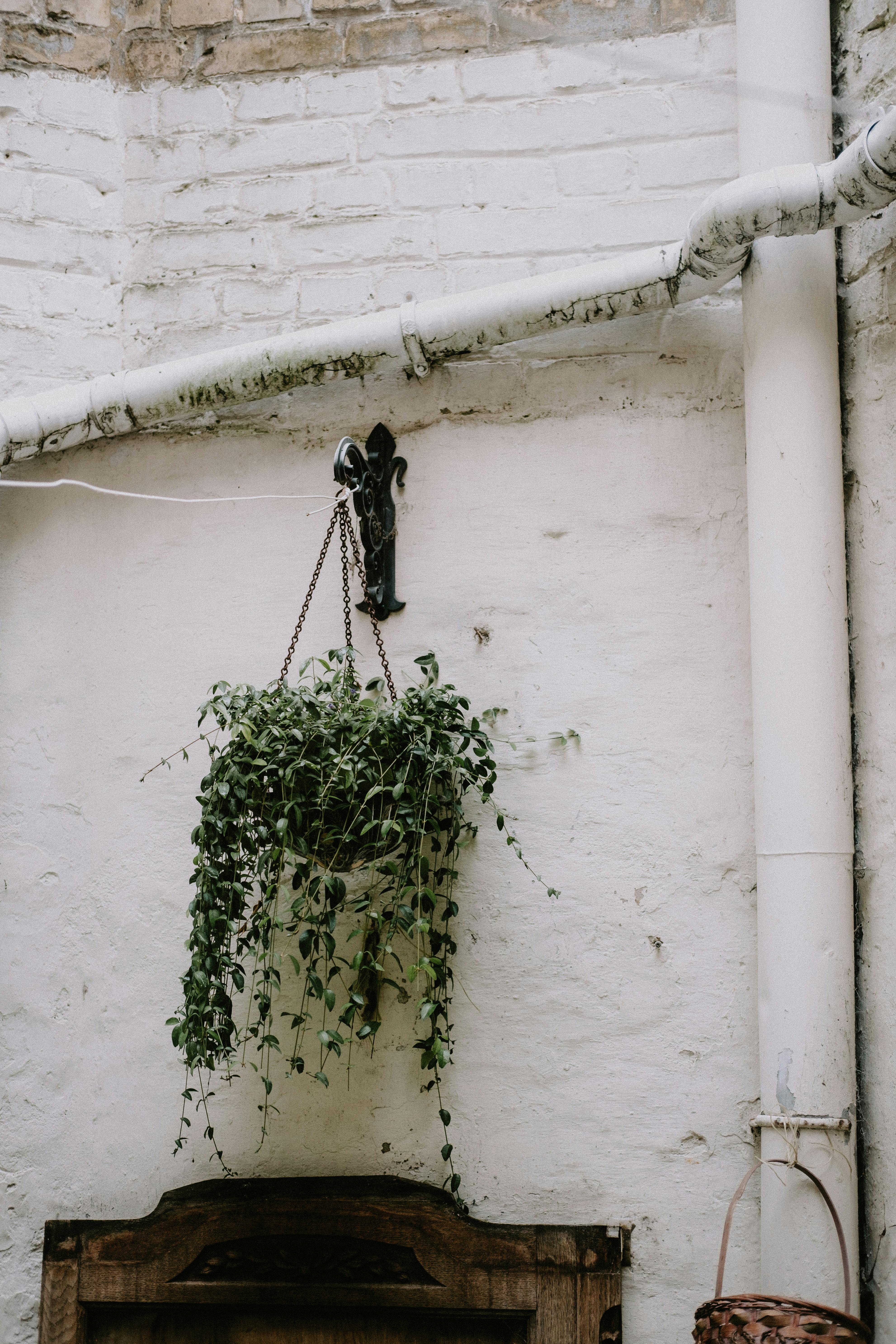 Free A hanging plant in a pot against a textured white brick wall with a decorative metal hook. Stock Photo