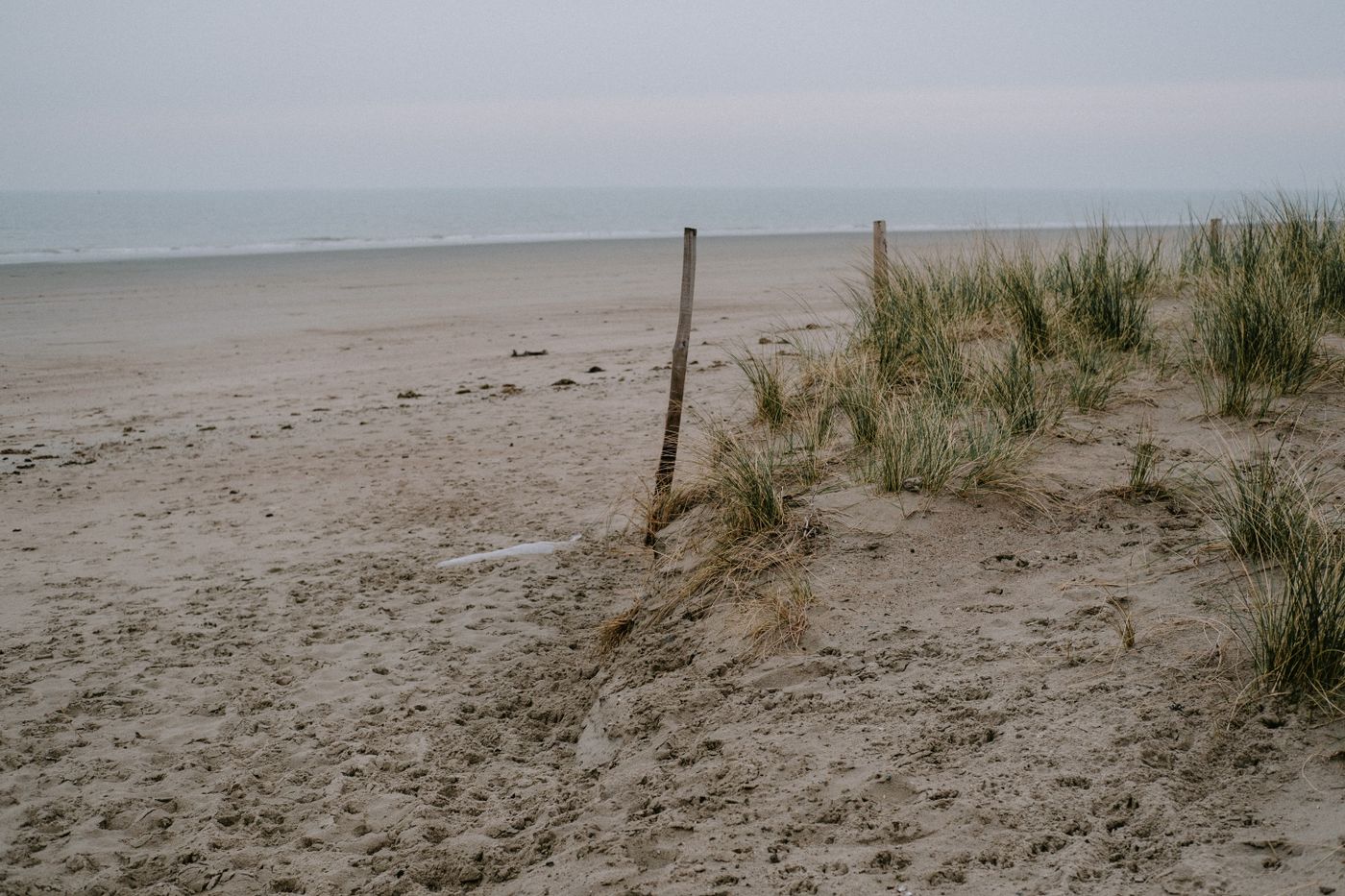 Marram grass on a wide empty beach. Photo by Mathias Reding on Pexels