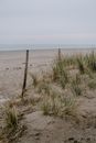 Brown Grass on White Sand