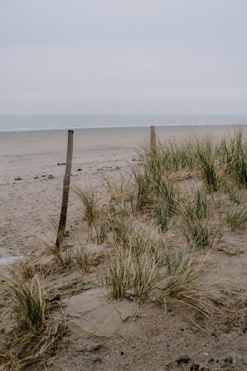 Free Peaceful sandy beach with tall grass and overcast sky, perfect for a tranquil seaside setting. Stock Photo