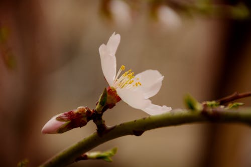 木, 桜の花, 白い花の無料の写真素材