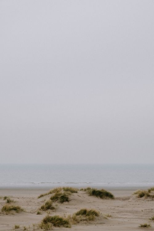 Free A serene view of a foggy beach with sand dunes and scattered grasses. Ideal for calm and tranquil themes. Stock Photo