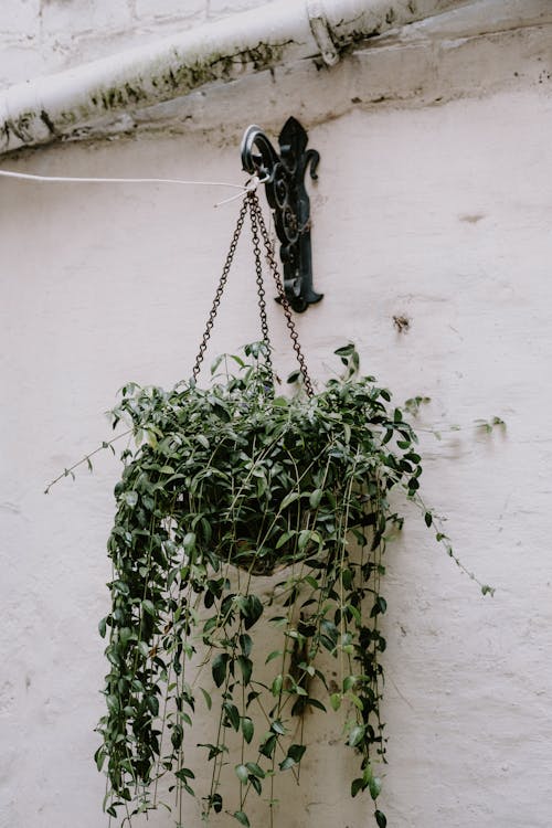 Green Plant on White Wall